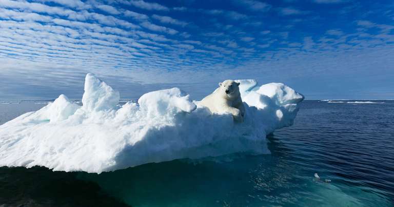 Norway Wildlife Tour: Realm of the Polar Bear In Depth - Expedition