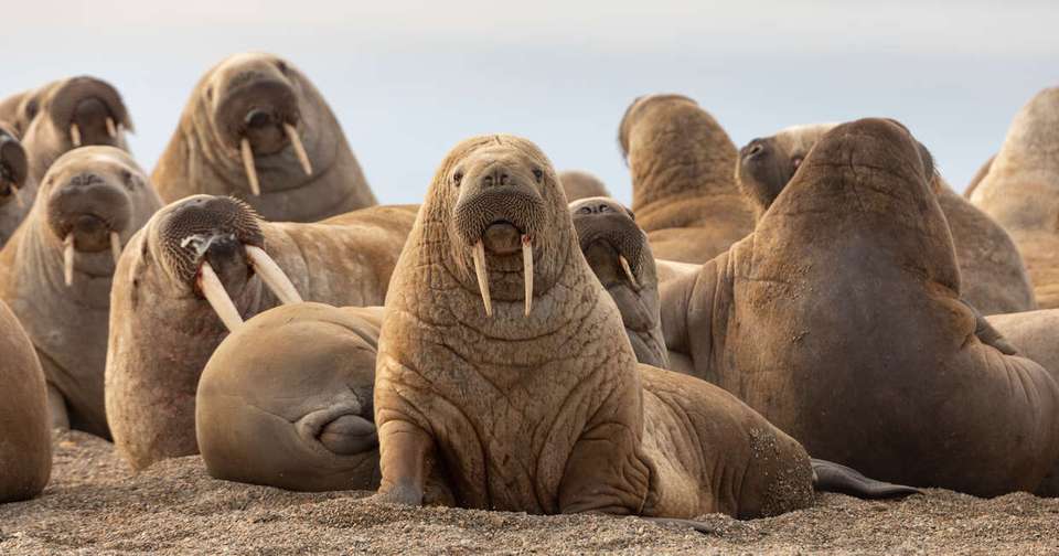 Realm of the Polar Bear In Depth - Expedition - Explore - Norway