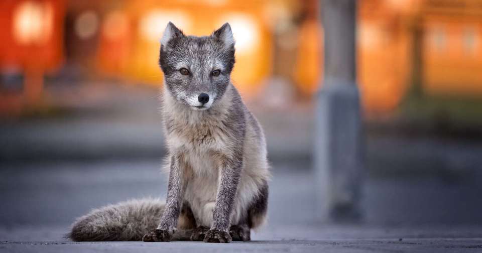 Realm of the Polar Bear In Depth - Expedition - Explore - Norway