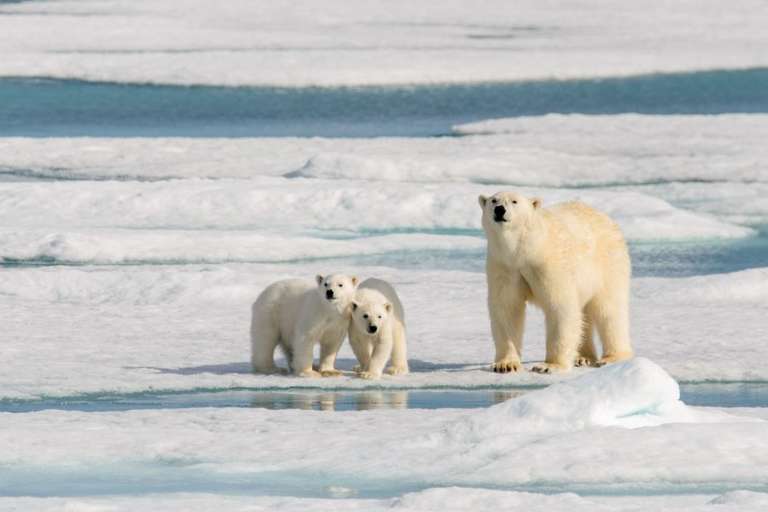 Realm of the Polar Bear In Depth - M/V Ocean Albatros trip - alternative tour available