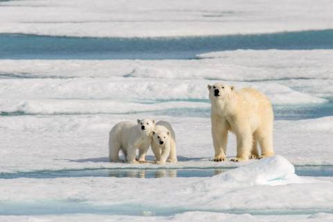Realm Of The Polar Bear In Depth - M/v Ocean Albatros - July 2026