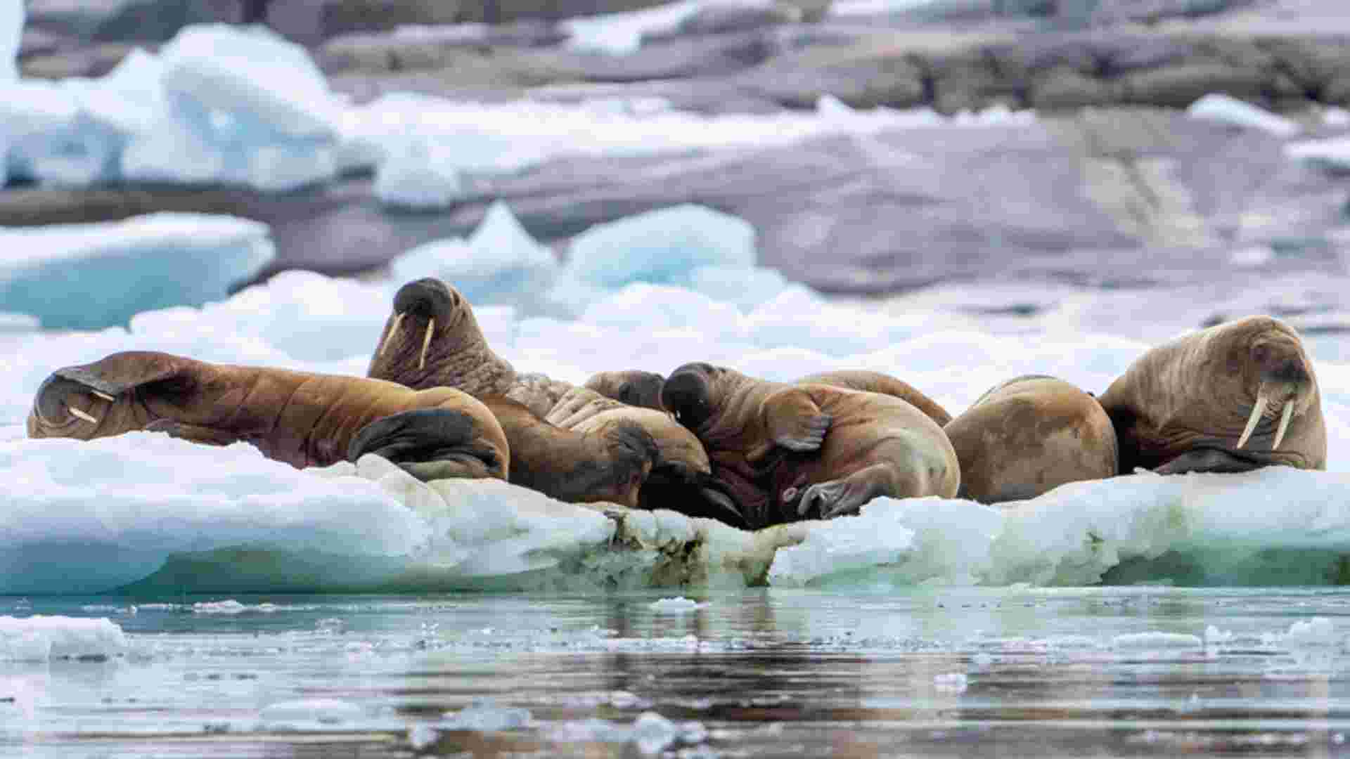 Realm of the Polar Bear In Depth - M/V Sylvia Earle
