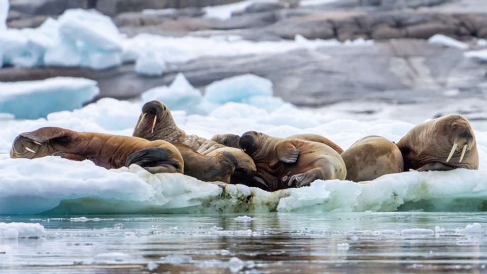 Realm of the Polar Bear In Depth - M/V Sylvia Earle - Explore - Norway - Image 1