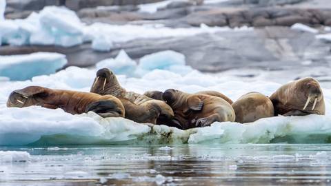 Realm Of The Polar Bear In Depth - M/v Sylvia Earle - June 2027
