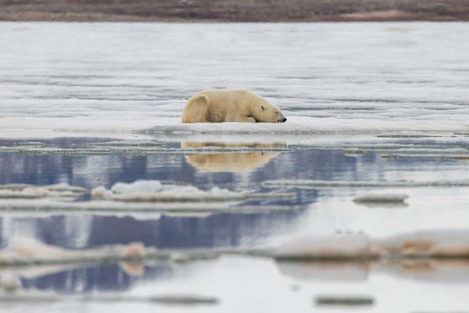 Realm of the Polar Bear In Depth - M/V Sylvia Earle - Explore - Norway - Image 4