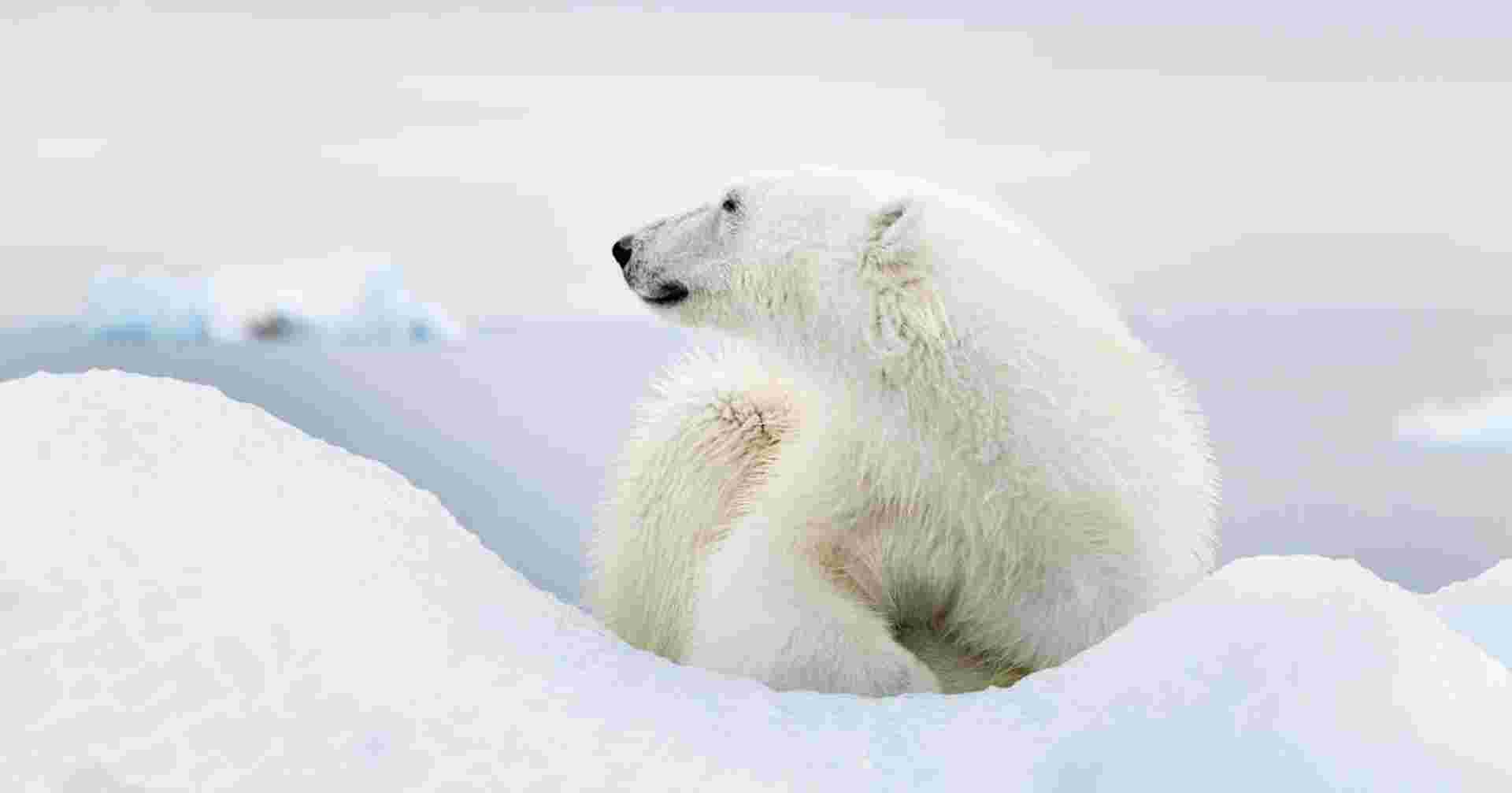 Realm of the Polar Bear - M/V Ocean Albatros