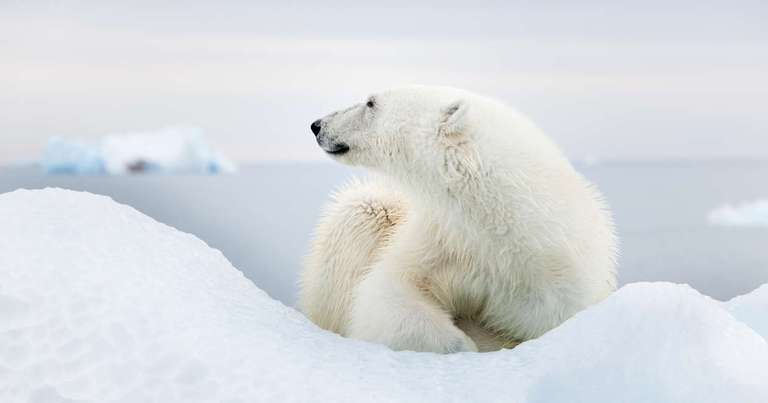 Realm of the Polar Bear - M/V Ocean Albatros trip - alternative tour available