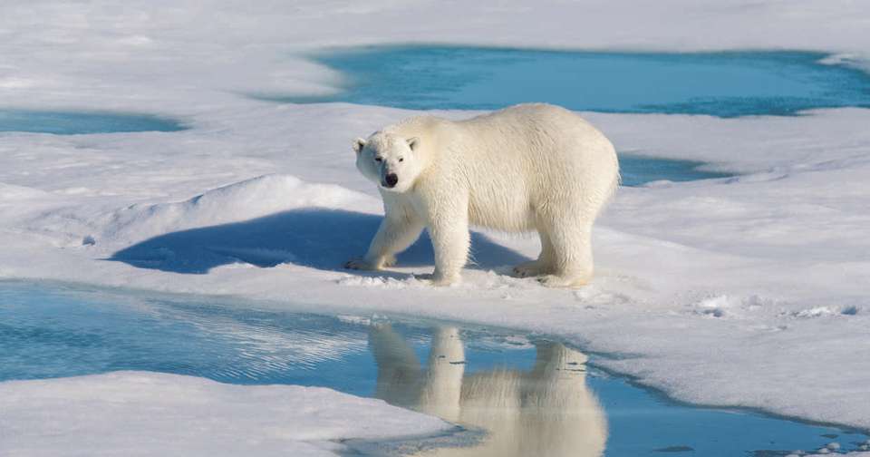 Realm of the Polar Bear - M/V Ocean Albatros - Explore - Norway - Image 3