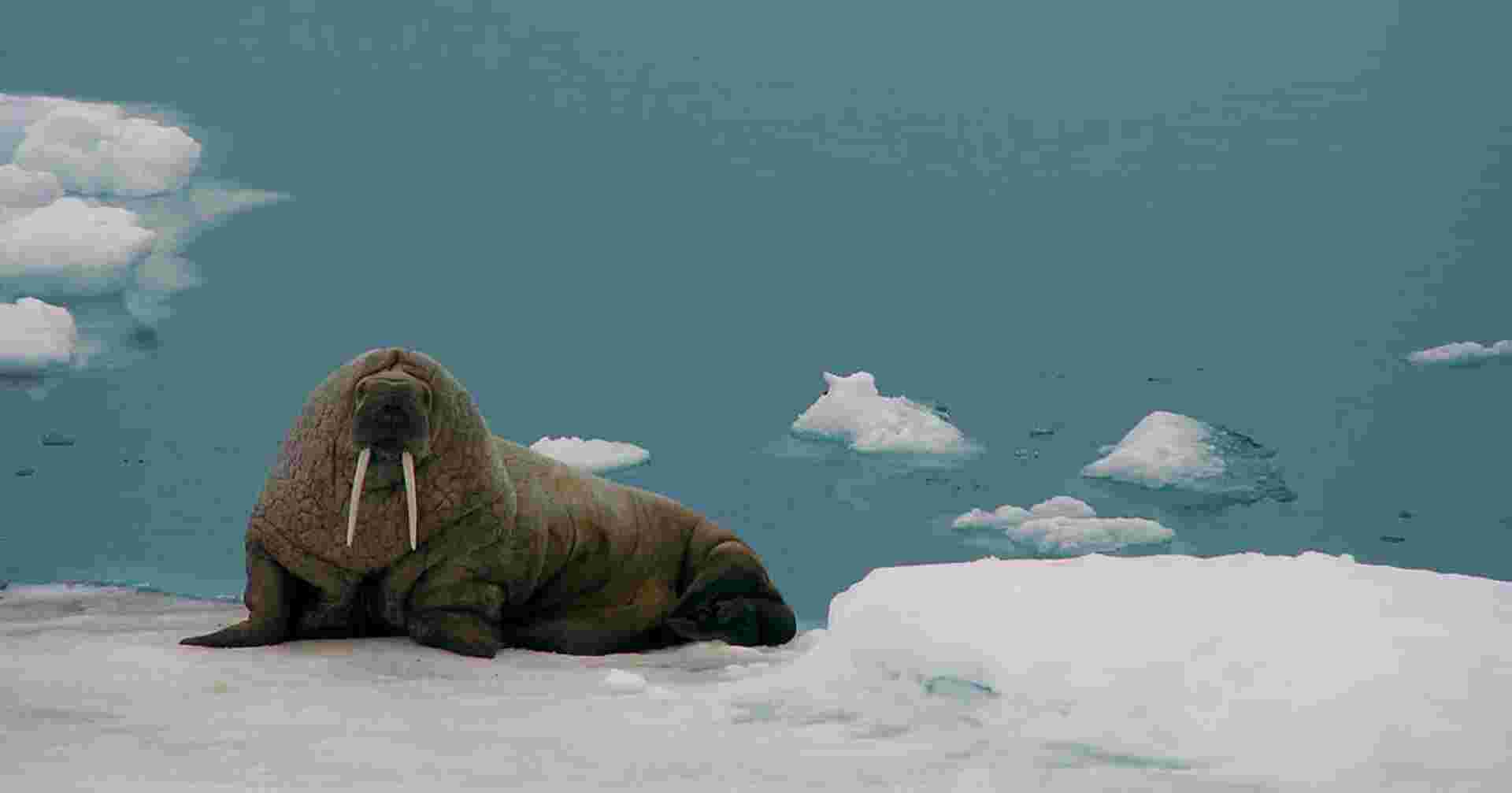 Realm of the Polar Bear - M/V Sylvia Earle