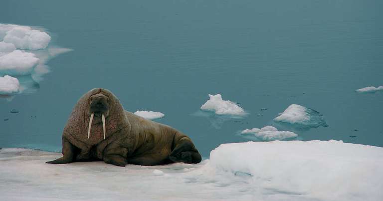 Realm of the Polar Bear - M/V Sylvia Earle - July 2027