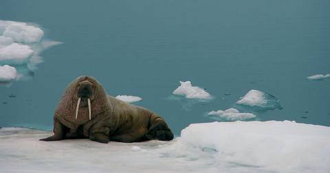 Realm Of The Polar Bear - M/v Sylvia Earle - July 2027