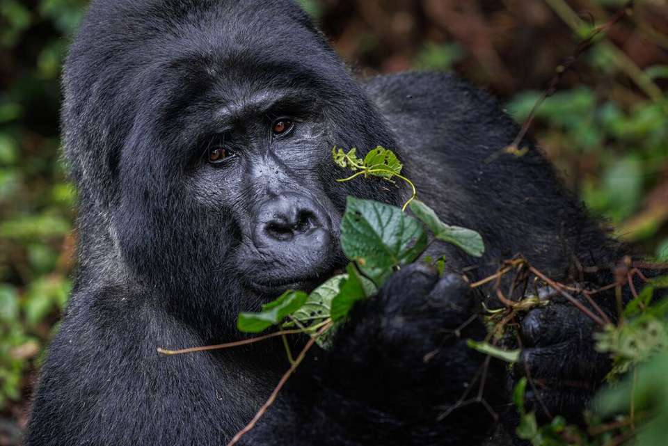 Remarkable Rwanda & Gorillas of Uganda - Intrepid Travel - Rwanda - Image 1
