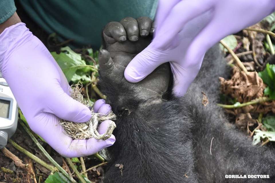 Remarkable Rwanda & Gorillas of Uganda - Intrepid Travel - Rwanda - Image 2