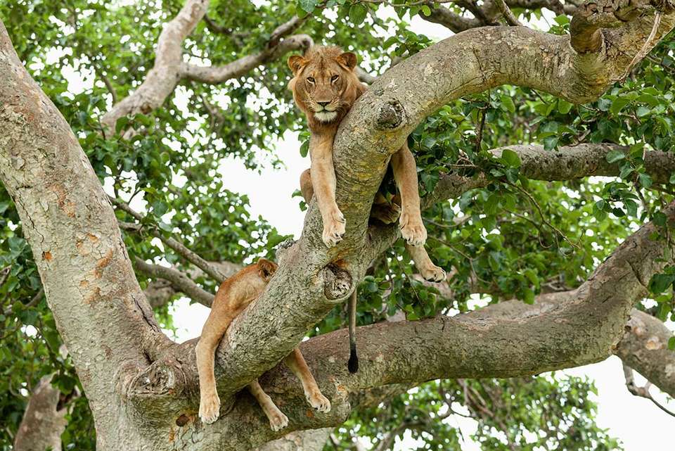 Remarkable Rwanda & Gorillas of Uganda - Intrepid Travel - Rwanda - Image 3
