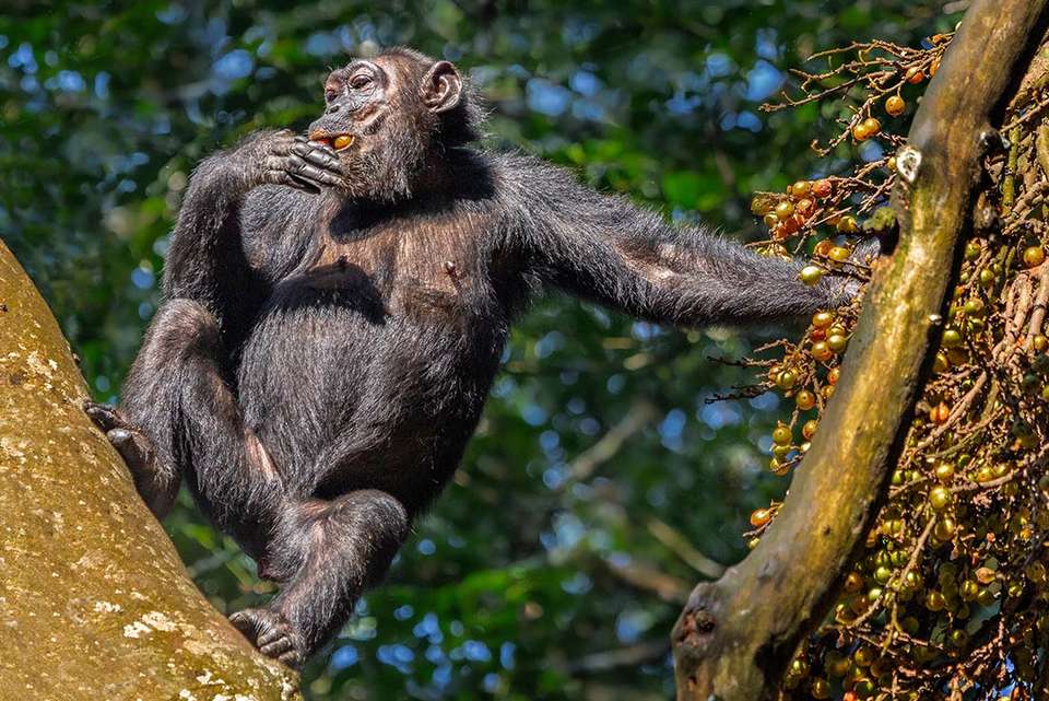 Remarkable Rwanda & Gorillas of Uganda - Intrepid Travel - Rwanda - Image 10