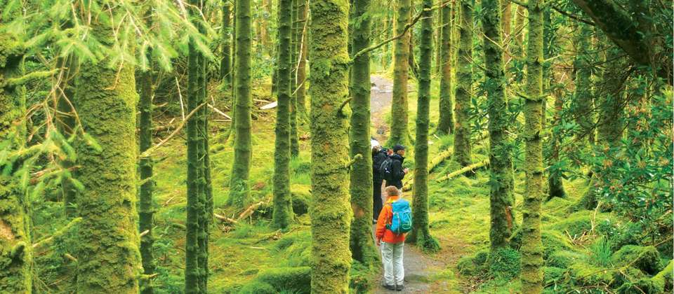 Ring of Kerry Walk - Utracks - Ireland - Image 4
