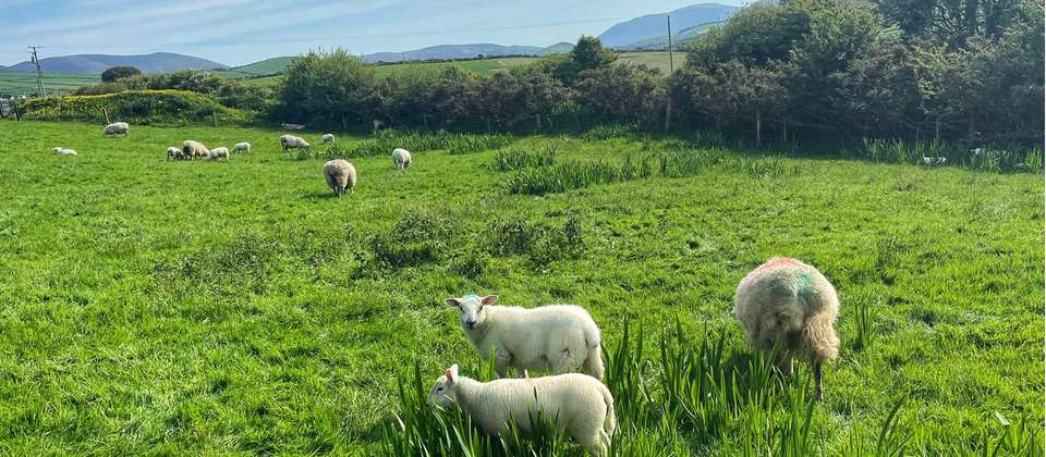 Ring of Kerry Walk - Utracks - Ireland - Image 6