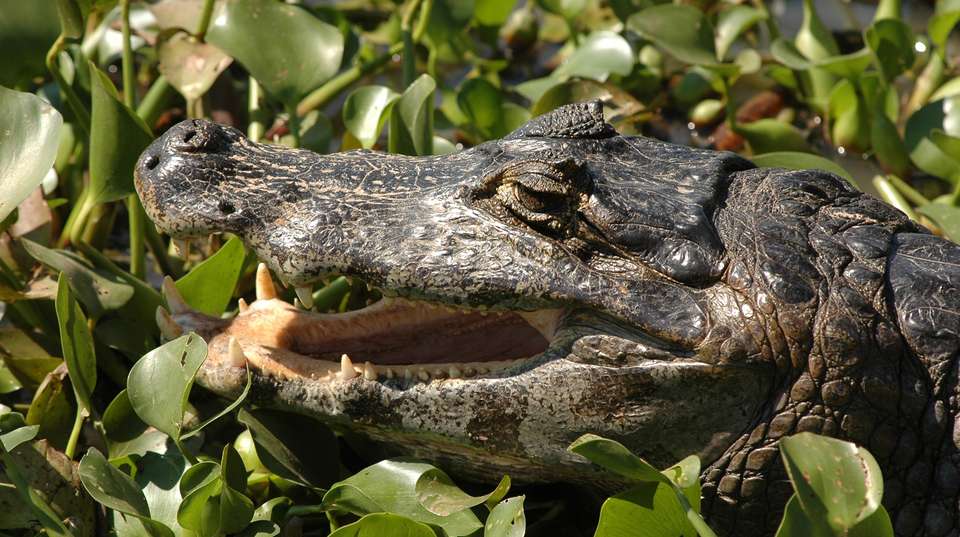 Rio de Janeiro & Pantanal Wildlife - Nattrip - Brazil - Image 7