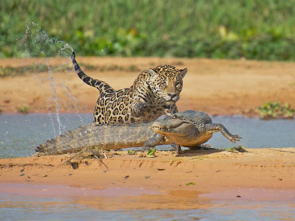 Rio, Pantanal & Jaguar Safari (Deluxe) - 8 days - On The Go Tours - Brazil