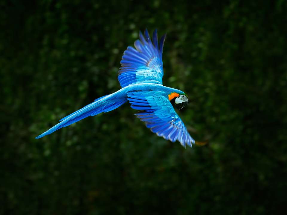 Rio, Pantanal & Jaguar Safari (Superior) - 8 days - On The Go Tours - Brazil