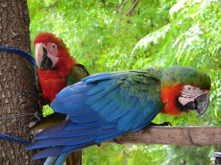 RIO to BUENOS AIRES  (26 days) Waterfalls, Wetland trip - alternative tour available
