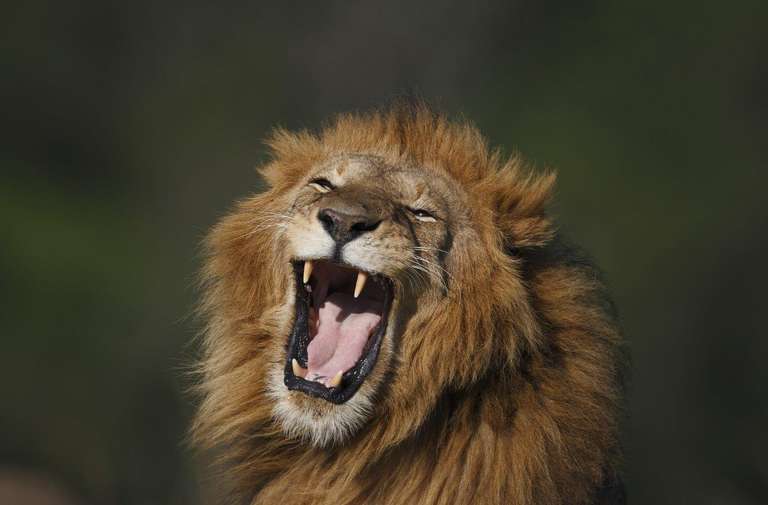 Roaming Rwanda, Option A (on Request) trip - alternative tour available