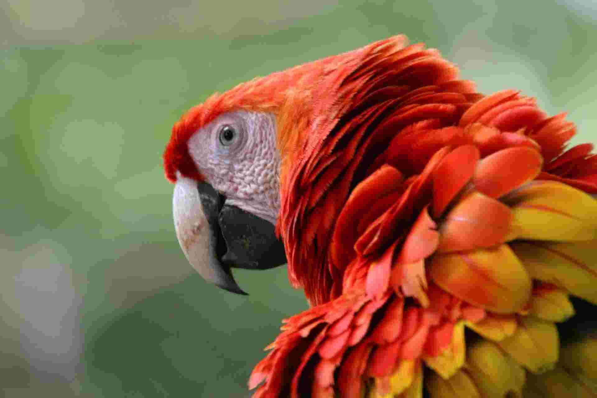 Romantic Adventure In Costa Rica, Self-drive (on Request)