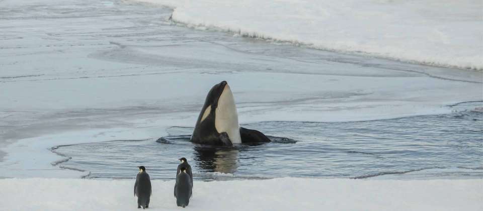 Ross Sea - Footsteps of Scott & Shackleton - undefined - Image 14