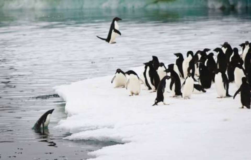 Ross Sea - Footsteps of Scott & Shackleton - undefined - Image 6
