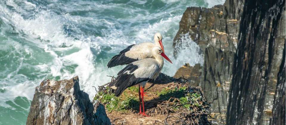 Rota Vicentina - the Fishermen's Trail - Utracks - Portugal