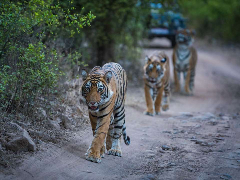 Royal India - 21 days - On The Go Tours - India - Image 6