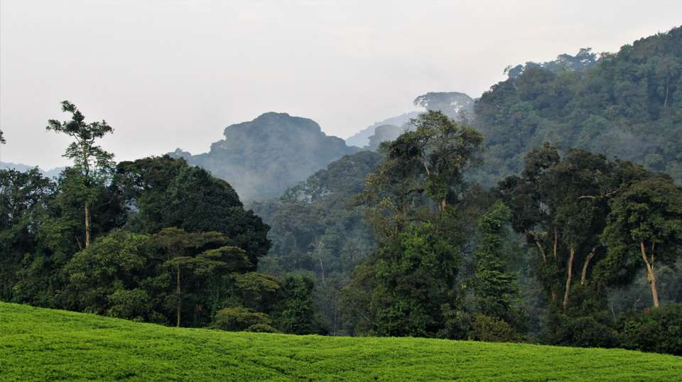 Rwanda & Uganda Gorilla Trekking: Eight Days - Rwanda Eco Company And Safaris - Rwanda - Image 3