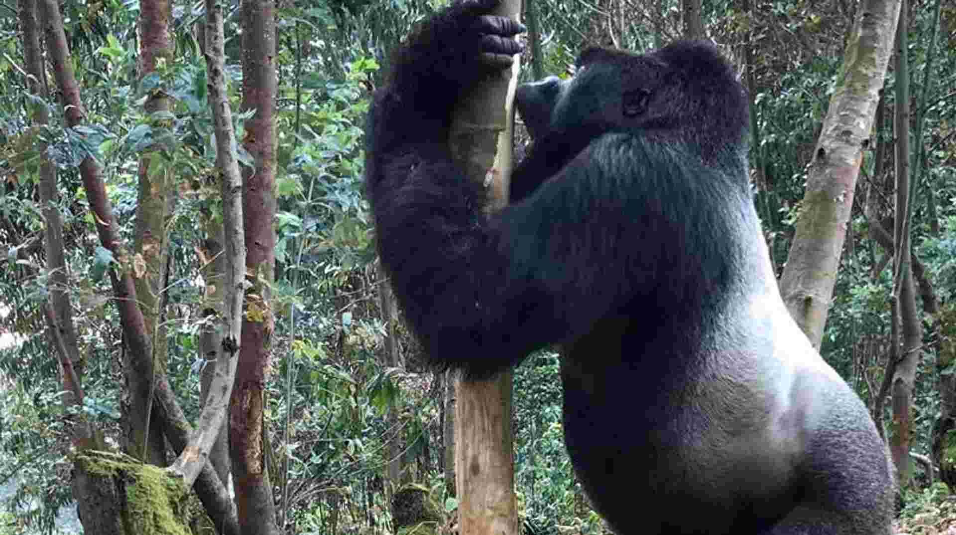 Rwanda & Uganda Gorilla Trekking: Eight Days 