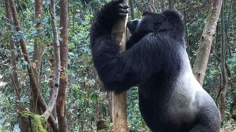 Rwanda & Uganda Gorilla Trekking: Eight Days  trip - alternative tour available