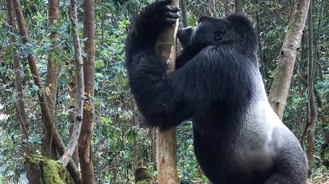 Gorilla And Chimpanzee Tracking Tour: Rwanda & Uganda Gorilla Trekking: Eight Days