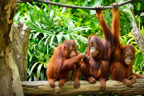 National Parks Tour: Sabah Adventure