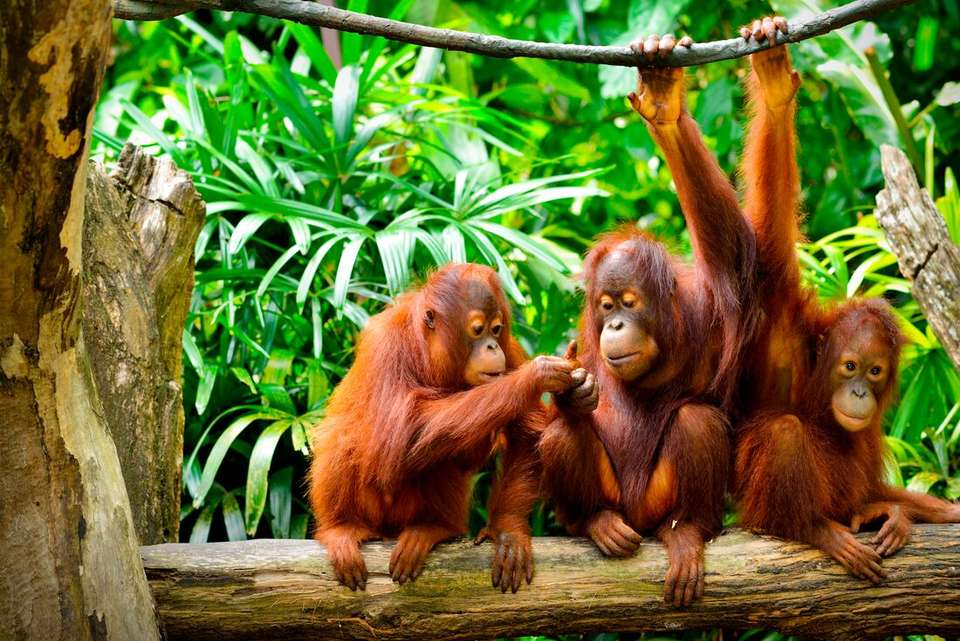 Sabah Adventure - Intrepid Travel - Malaysia - Image 6
