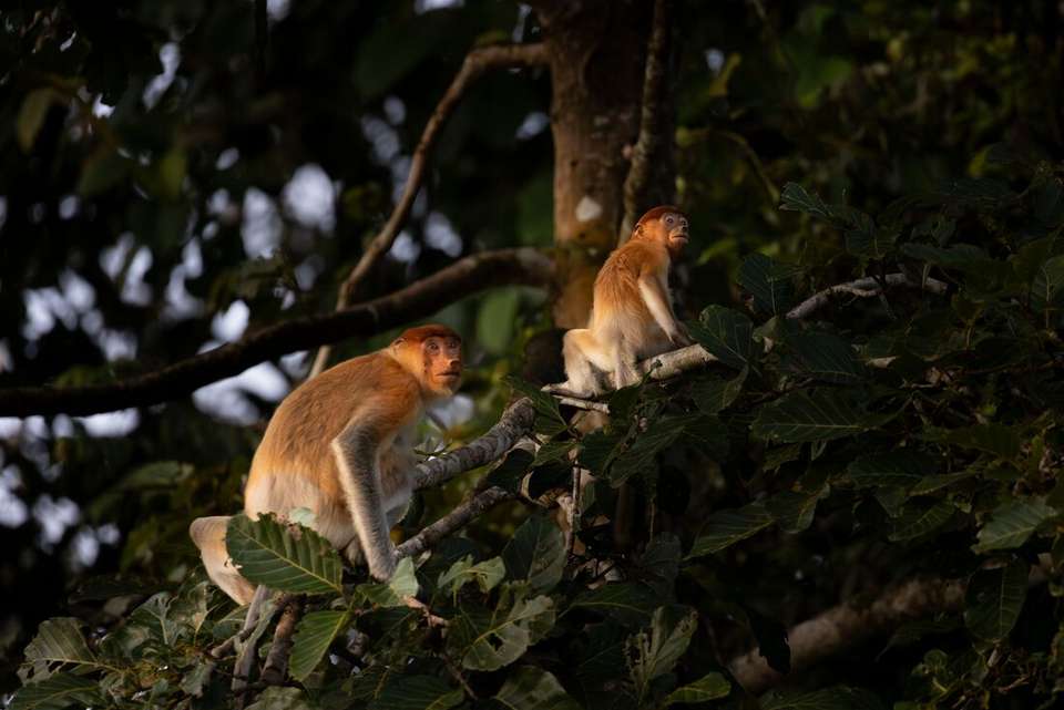 Sabah Adventure - Intrepid Travel - Malaysia - Image 10