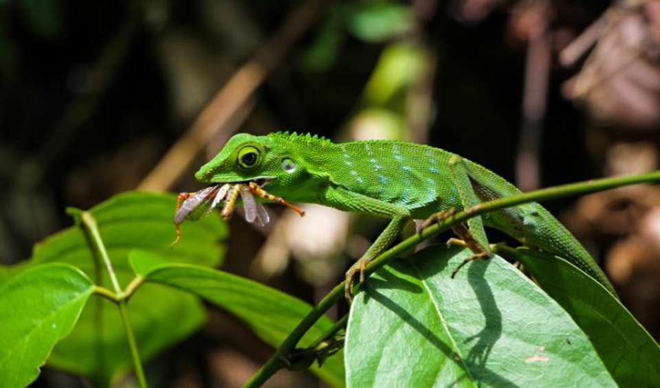 Sabah Highlights Adventure 7D/6N - Bamba - Malaysia - Image 4
