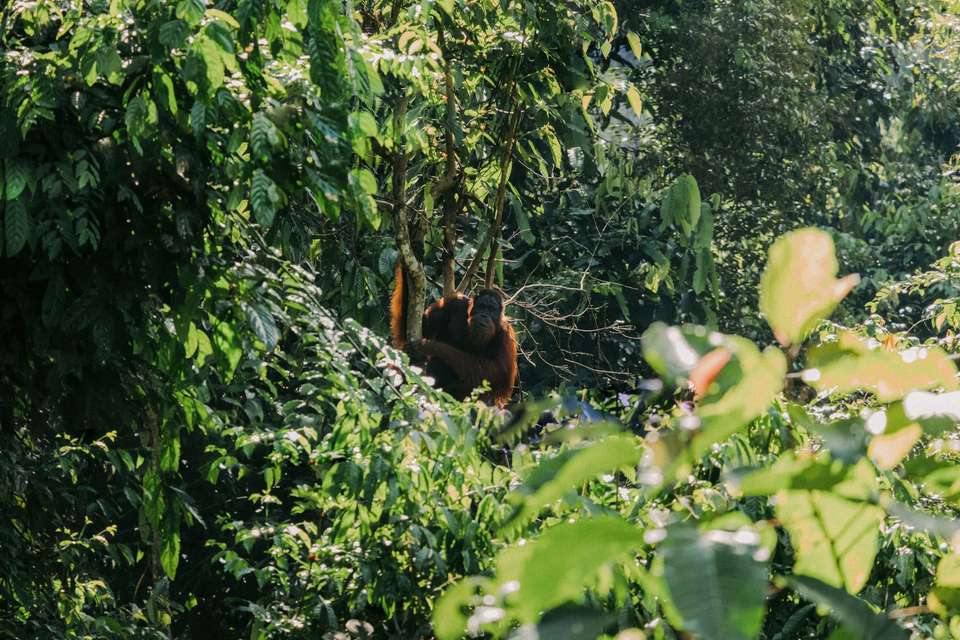 Sabah Highlights Adventure 7D/6N - Bamba - Malaysia - Image 5