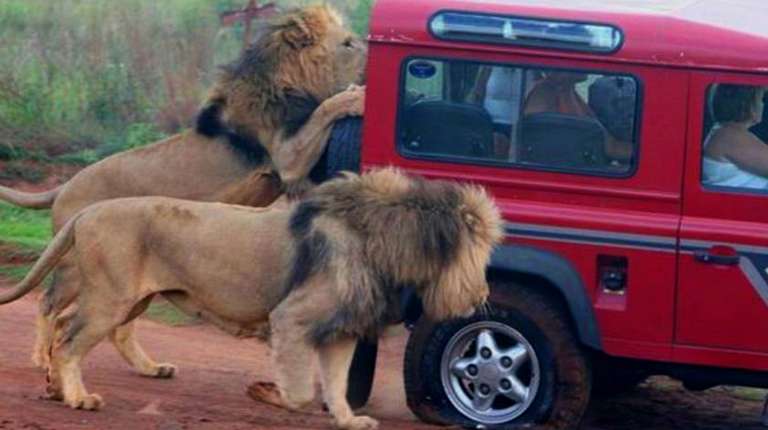 Safari and Phezulu Cultural Village Day Tour trip - alternative tour available