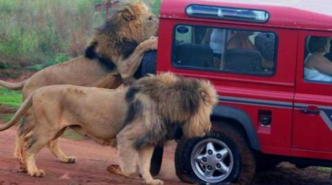 Safari And Phezulu Cultural Village Day Tour - July 2027