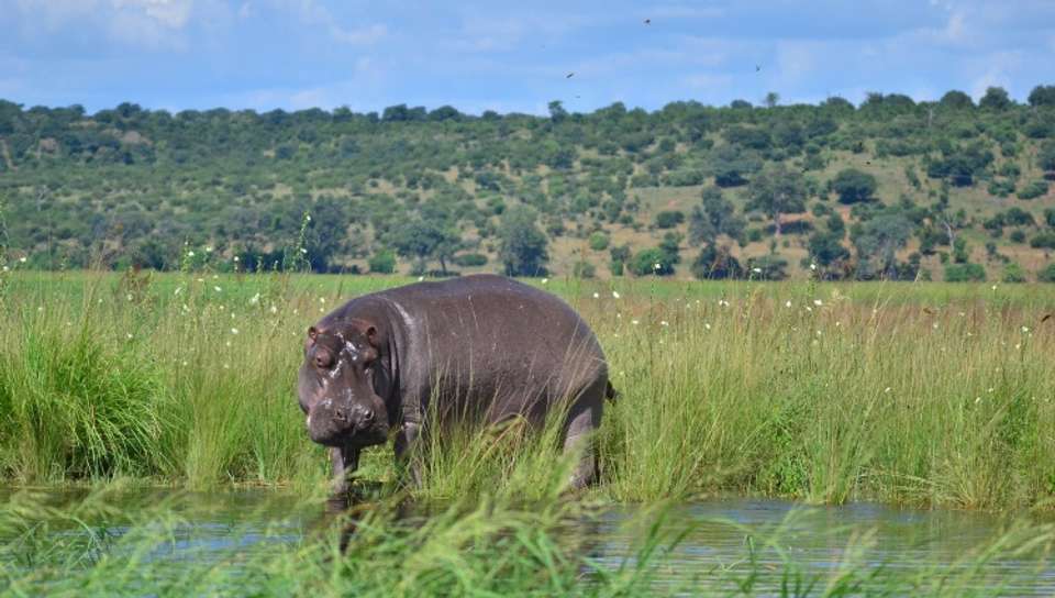 Safari Cruise along the Zambezi River - South Africa, Botswana, Namibia, Zimbabwe (port-to-port cruise) - Croisieurope - South Africa - Image 2