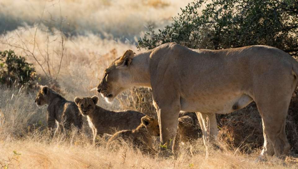 Safari Cruise along the Zambezi River - South Africa, Botswana, Namibia, Zimbabwe (port-to-port cruise) - Croisieurope - South Africa - Image 7