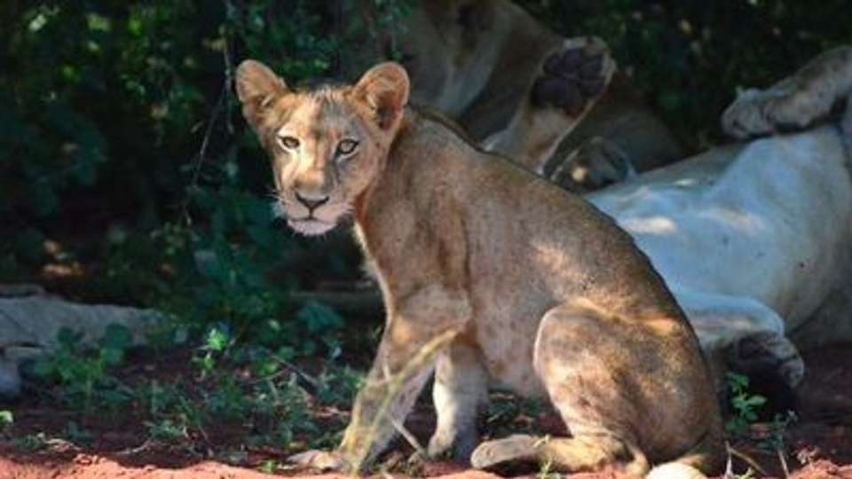 Safari Cruise along the Zambezi River - South Africa, Botswana, Namibia, Zimbabwe (port-to-port cruise) - Croisieurope - South Africa - Image 7