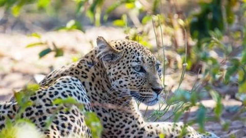 Safari Cruise along the Zambezi River - South Africa, Botswana, Namibia, Zimbabwe (port-to-port cruise) - Croisieurope - South Africa - Image 8
