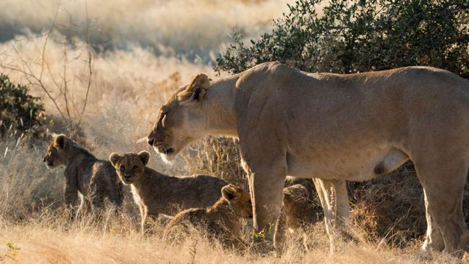 Safari Cruise along the Zambezi River - South Africa, Botswana, Namibia, Zimbabwe (port-to-port cruise) - Tweet World Travel - South Africa - Image 7