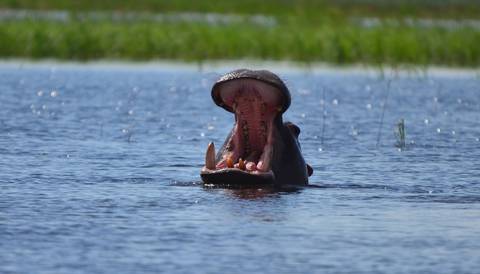 Safari Cruise Along The Zambezi River - South Africa, Botswana, Namibia, Zimbabwe (port-to-port Cruise) - March 2027