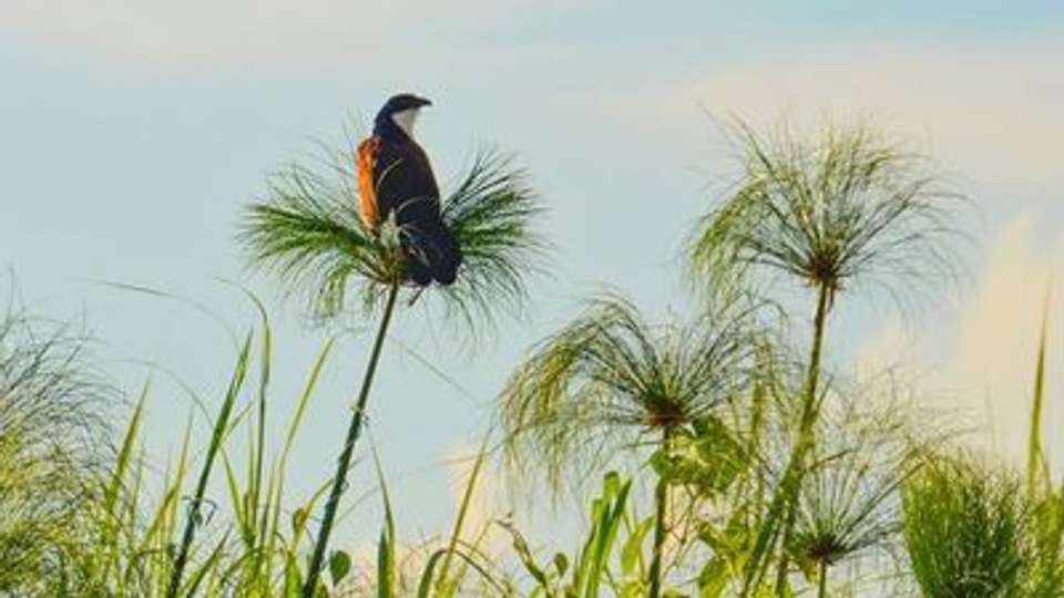 Safari Cruise along the Zambezi River - South Africa, Botswana, Namibia, Zimbabwe with extended stay at the Cape Peninsula (port-to-port cruise) - Croisieurope - South Africa - Image 9