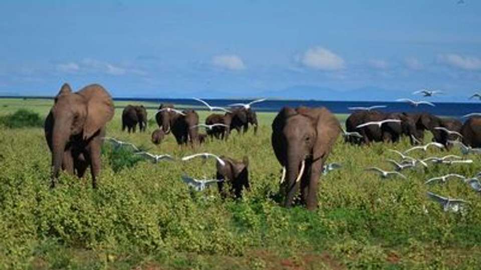 Safari Cruise along the Zambezi River - South Africa, Botswana, Namibia, Zimbabwe with extended stay at the Cape Peninsula (port-to-port cruise) - Croisieurope - South Africa - Image 10